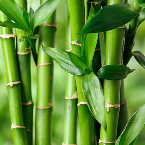 BAMBOO