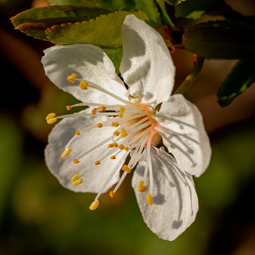 ORANGE FLOWERS