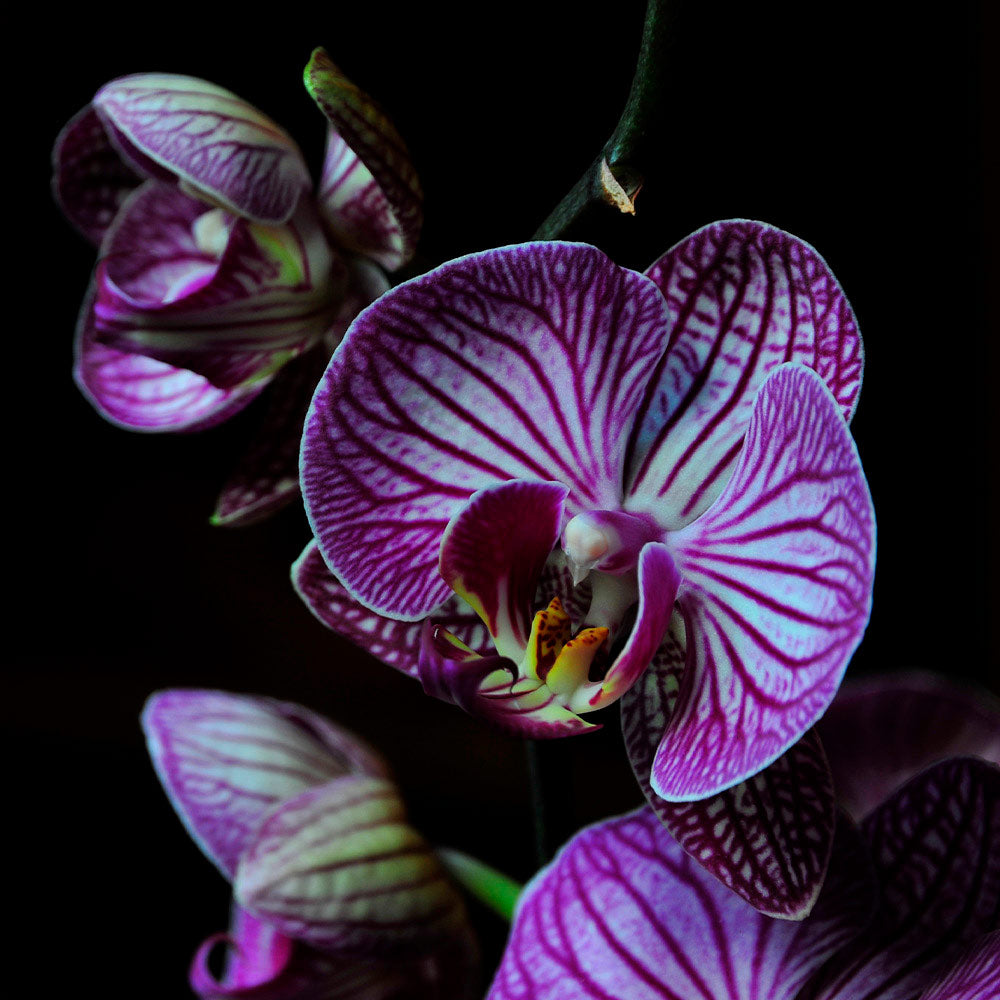 NICHT ORCHID