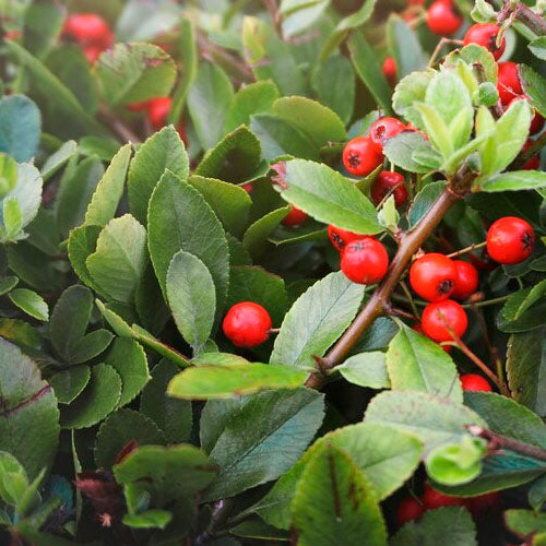 BERRIES & LEAVES CANDLE