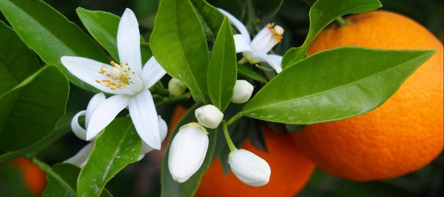 ORANGE FLOWERS CANDLE