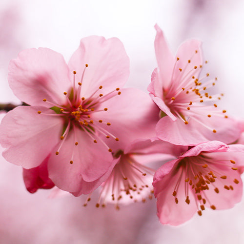 CHEERY FLOWERS AIR