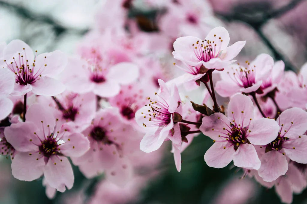 CHERRY FLOWERS CANDLE